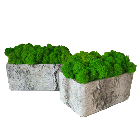 Chrobotki w betonowych doniczkach